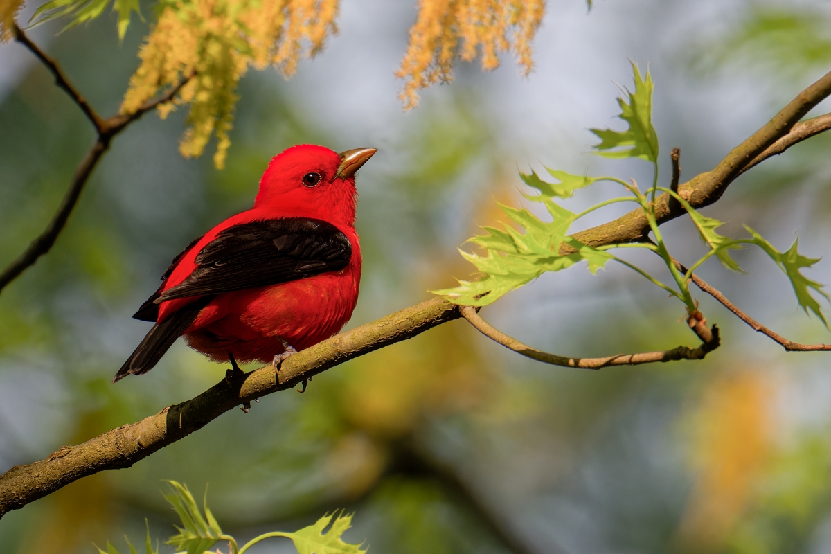 The Wondrous Bird Photography of Steve Hubbard - Scarlet tanager