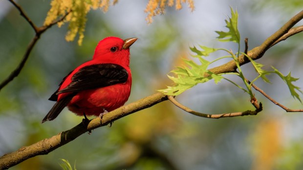 The Wondrous Bird Photography of Steve Hubbard - Scarlet tanager