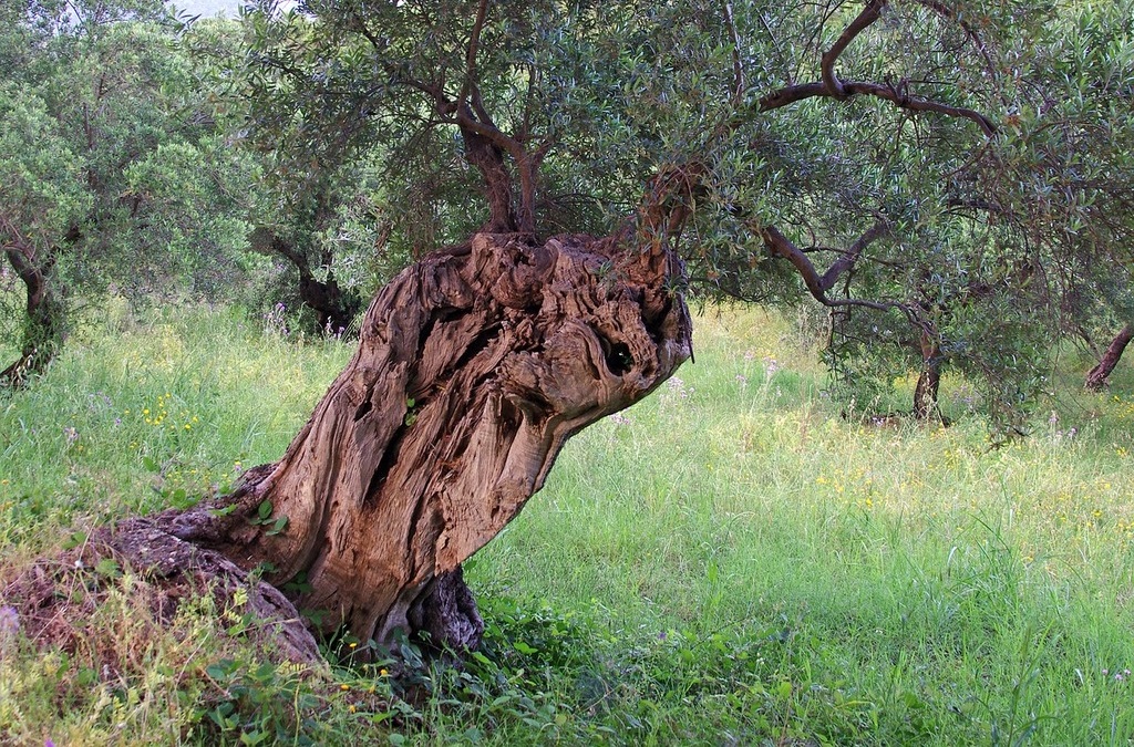 Olive tree in a grove