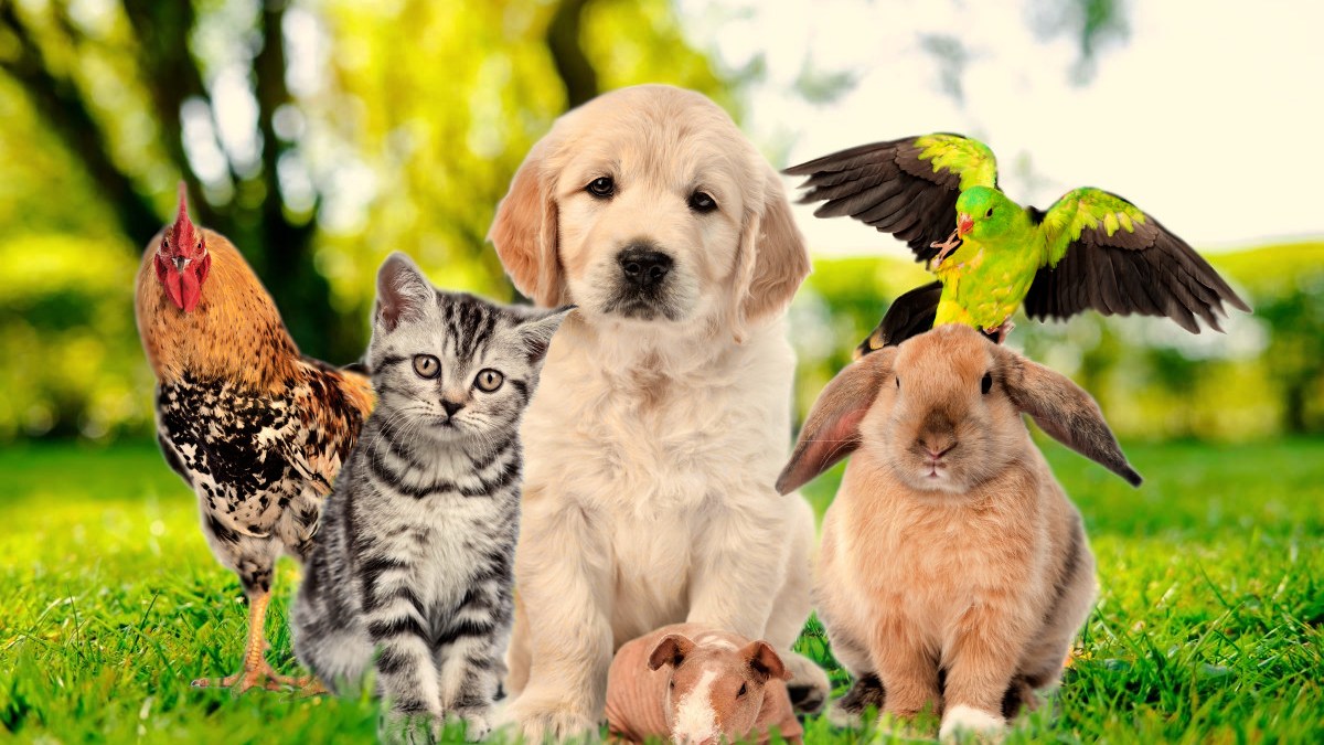 Pets outdoors