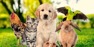 How do you know if it’s time to get a pet?