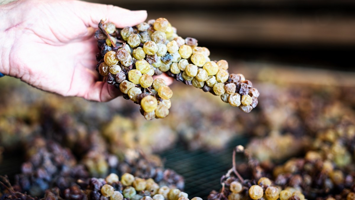 Passum Grapes