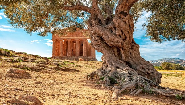 Ancient olive tree