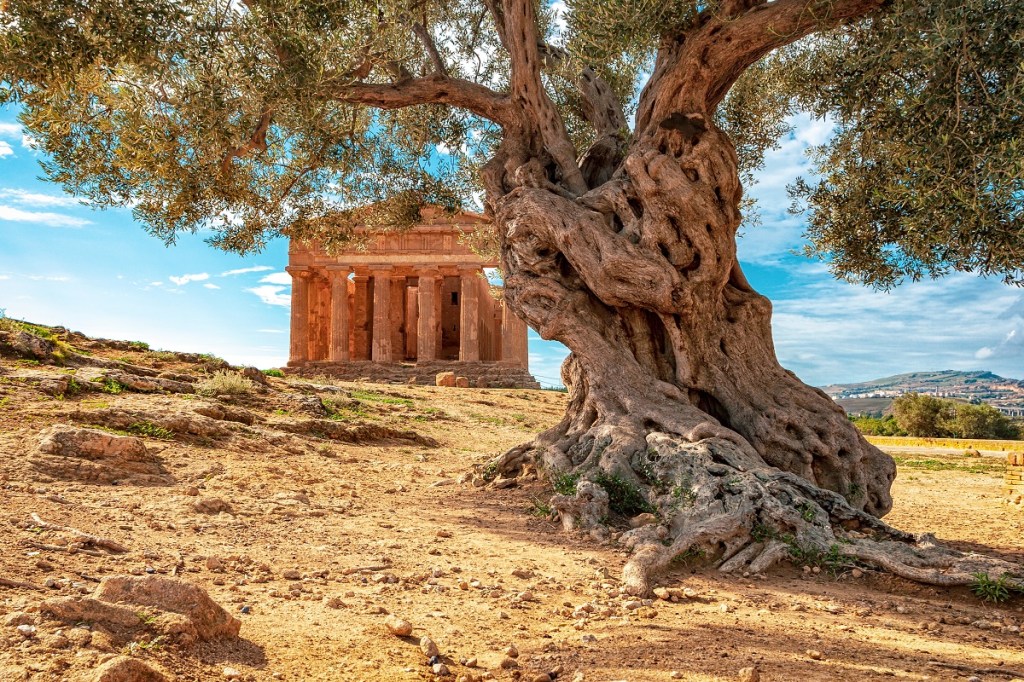 Ancient olive tree