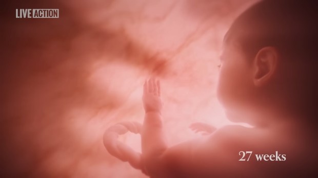 Meet Baby Olivia, fetal development video