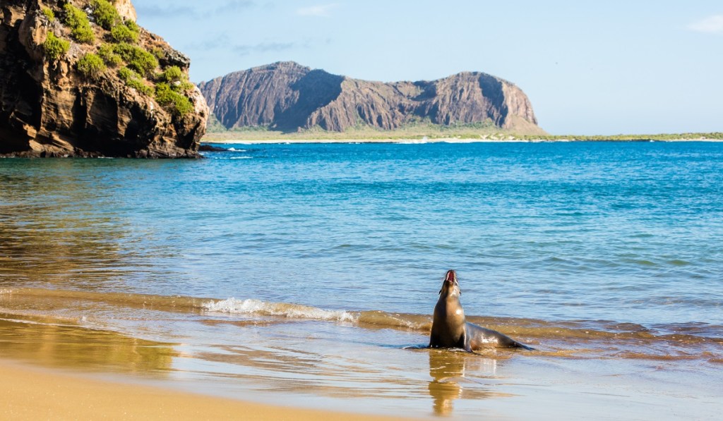 Sea Lion of the Galapagos