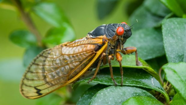 cicadas-