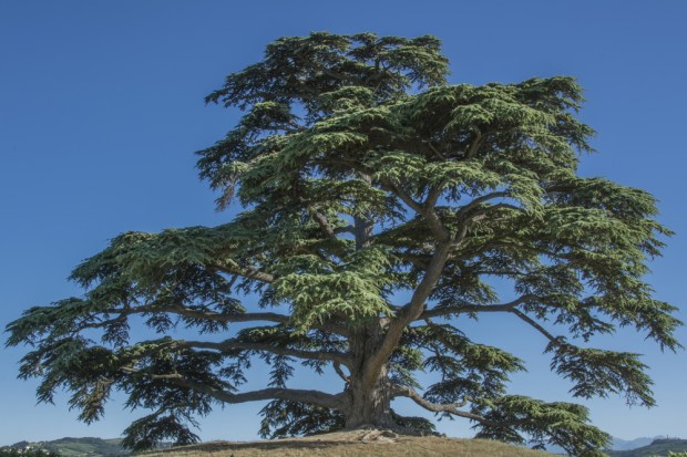 cedar of lebanon
