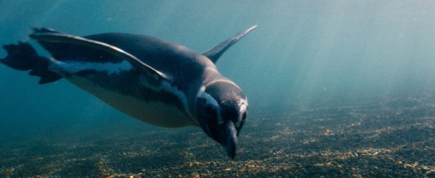 A scene from "My Penguin Friend"