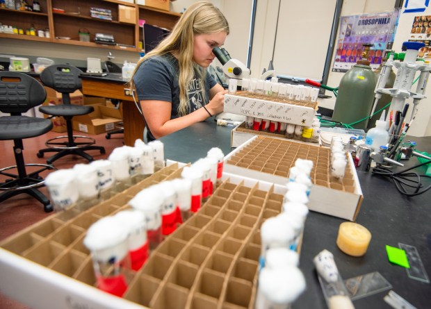 Student at University of Mary using microscope