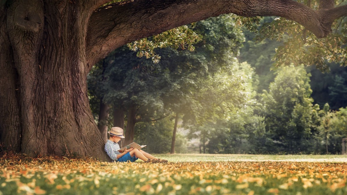 Boy reading a book under a tree.