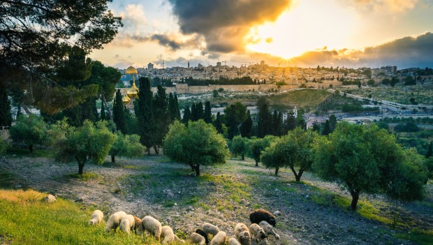 Daily Item image #11