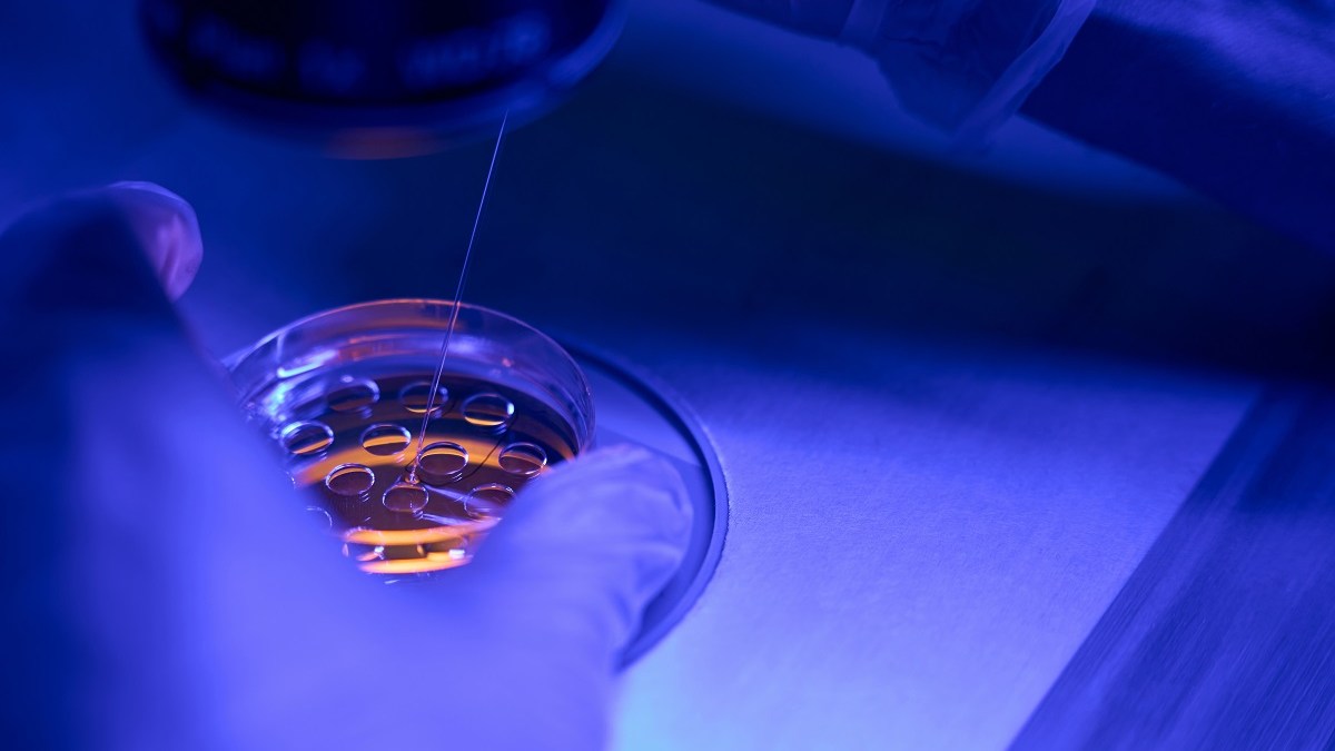 Embryo Biopsy