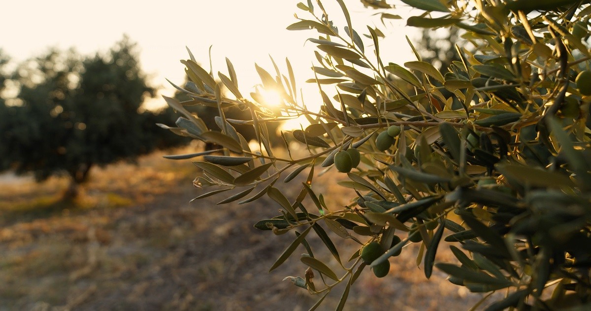 Olive Tree Italy