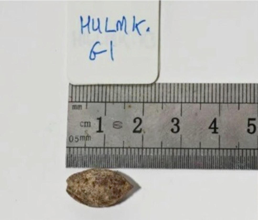 Ancient seed