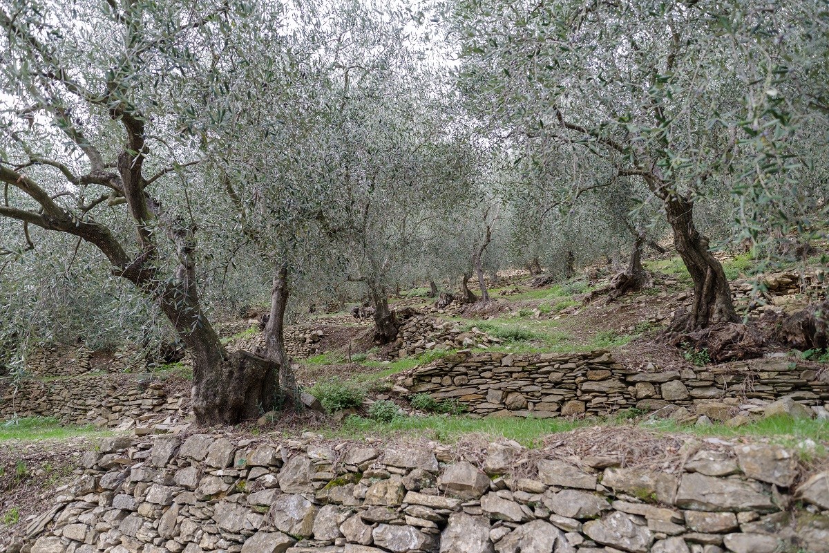Terraced Olive Trees in Italy