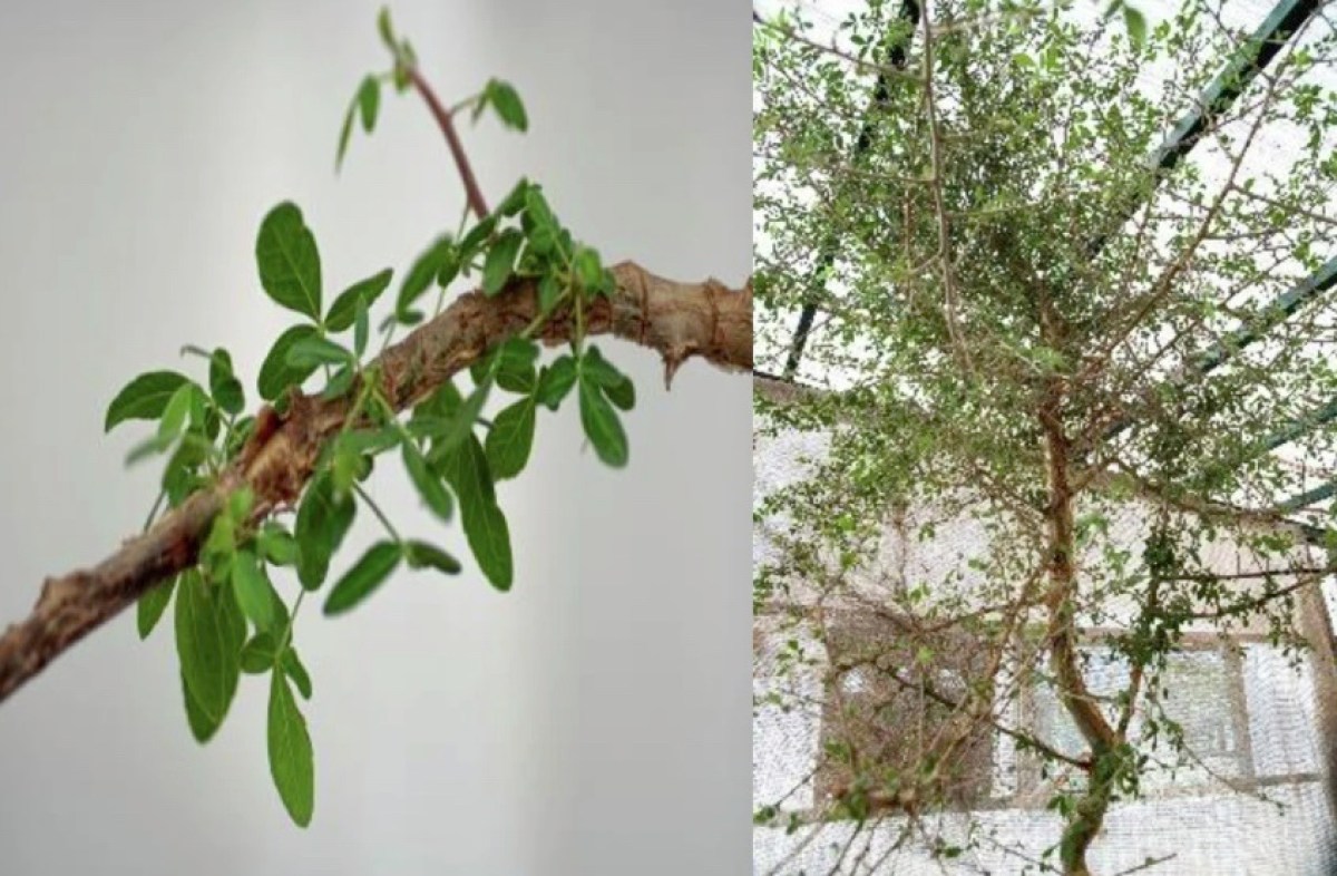 Tree grown from an ancient seed