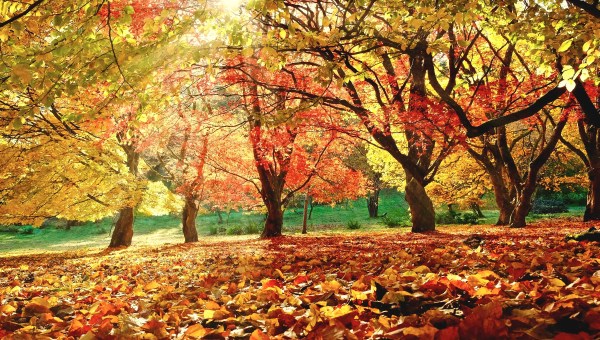 Autumn landscape with yellow, red, and orange leaves