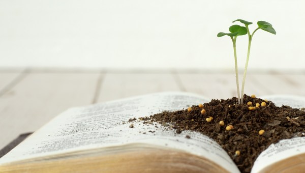 plant growing from bible