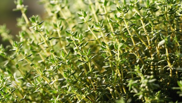 Corner Item Image - The Italian town where plants are blessed for the Assumption