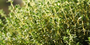 The Italian town where plants are blessed for the Assumption