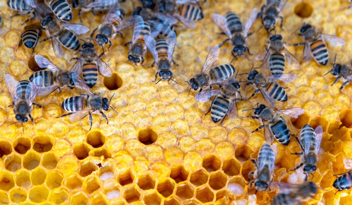 Bees on wax hive