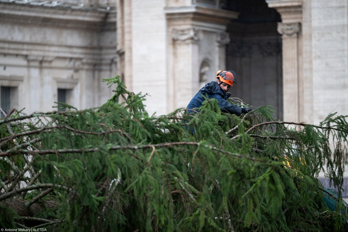 VATICAN-CHRISTMAS-TREE-2024