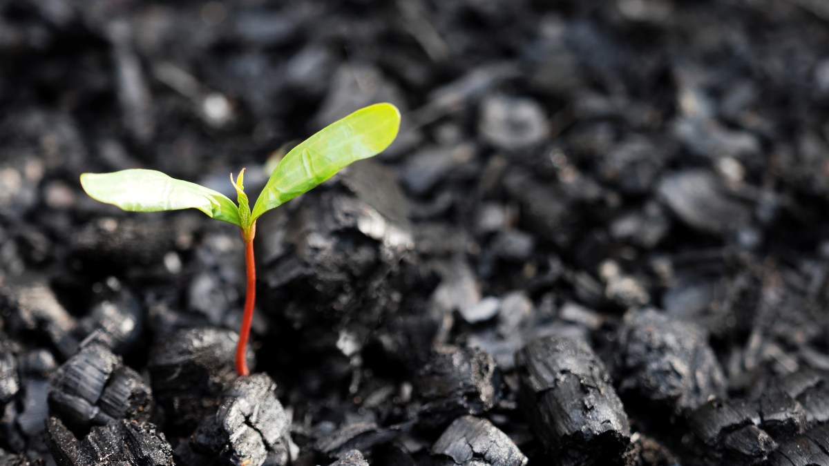 plant growing after fire