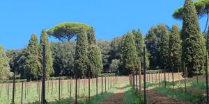 The Vatican’s own “Laudato si’” wine to be available in 2027