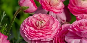 For a special Jubilee Easter, florists call on buttercups (Photos)