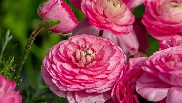 Corner Item Image - For a special Jubilee Easter, florists call on buttercups (Photos)