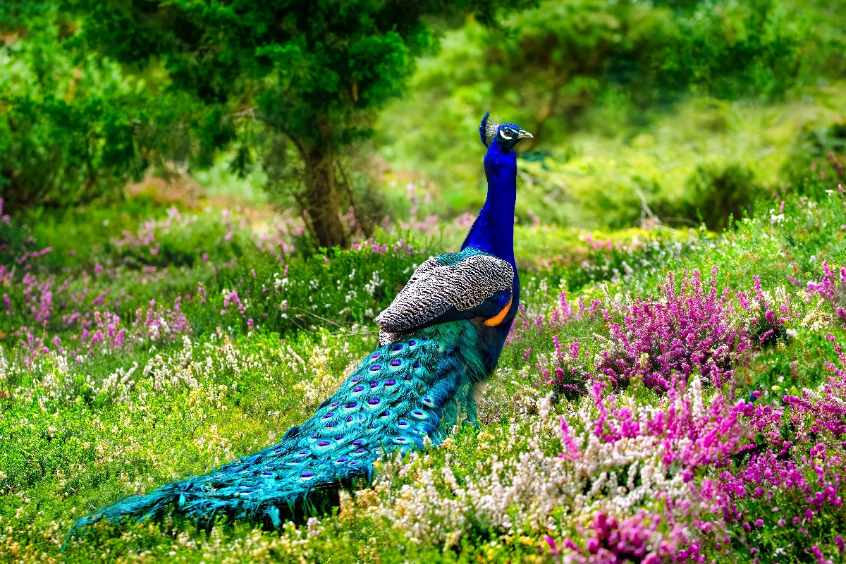 peacock-
