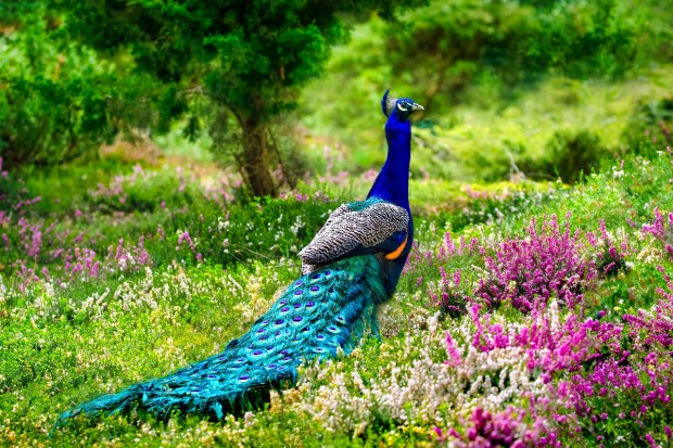 peacock-