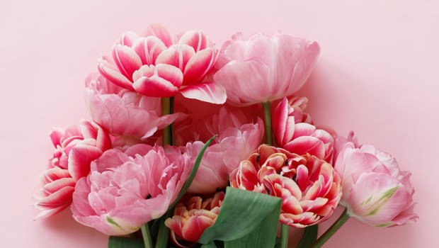 pink flowers