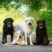 5 Religious orders that have pets