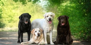 5 Religious orders that have pets