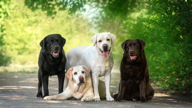 labrador-dogs-