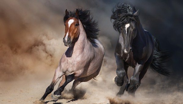 horse meek stallions