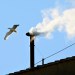 The important role of the “Sistine Seagull Family”