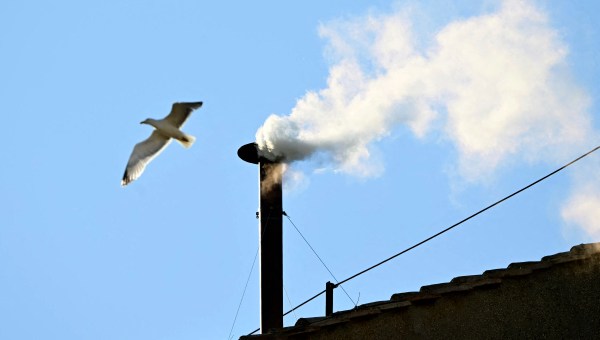 Corner Item Image - The important role of the “Sistine Seagull Family”