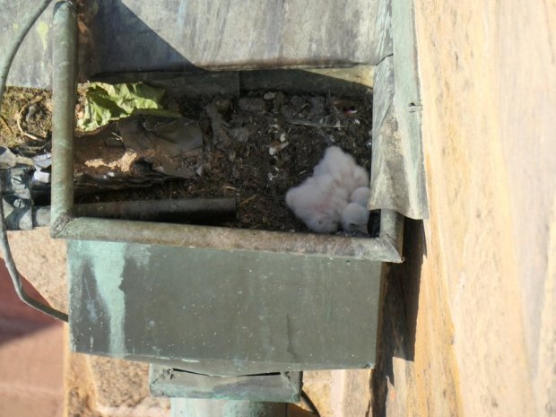 Baby birds