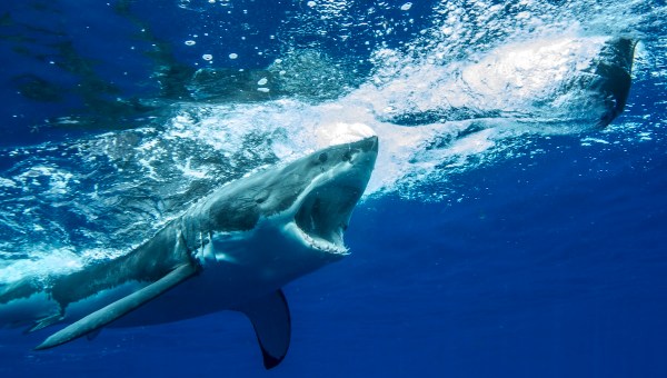 Corner Item Image - 7 Life lessons from the movie ‘Jaws’