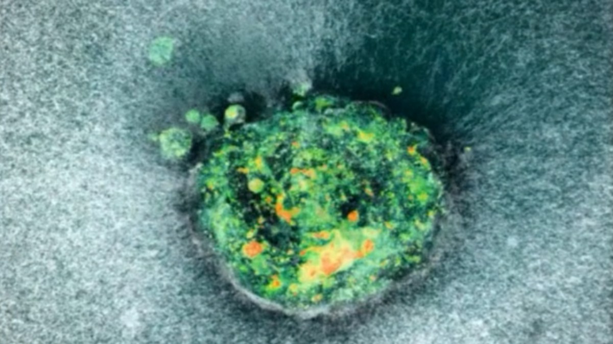 Embryo implanting