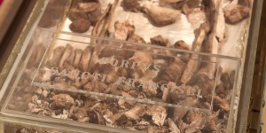 St. Francis relics on display for 800th anniversary of his death