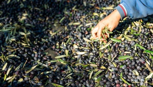 Corner Item Image - The Catholic roots of Umbria’s olive-picking tradition