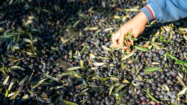 Olive picking time , Peasant Hands during Olives Harvesting , Farmer sorting freshly harvested olives.