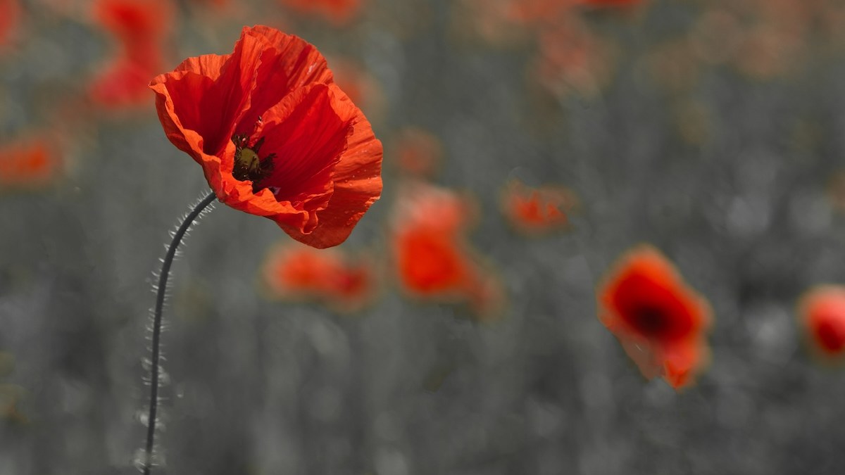 poppy-veteran-war.jpg