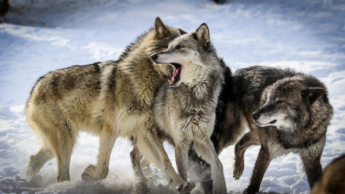 wolf-pack-in-snow.jpg
