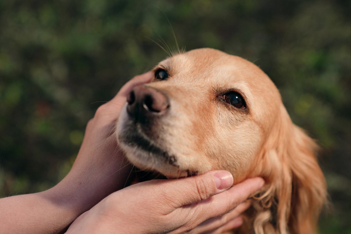 dog-pet