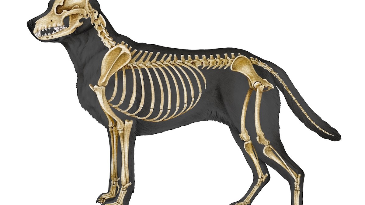 dog-skeleton.jpg